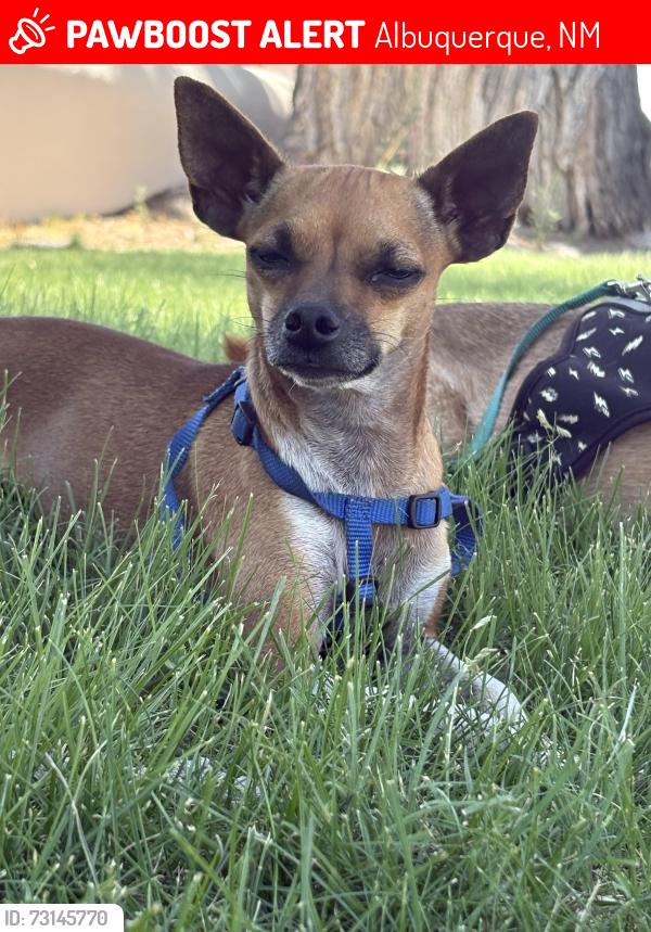 Lost Female Dog last seen Arno st. & Candelaria, Albuquerque, NM 87107
