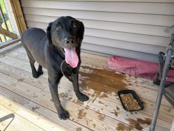 Reunited Male Dog last seen Lays Gap Rd/Hogskin, Washburn, TN 37888