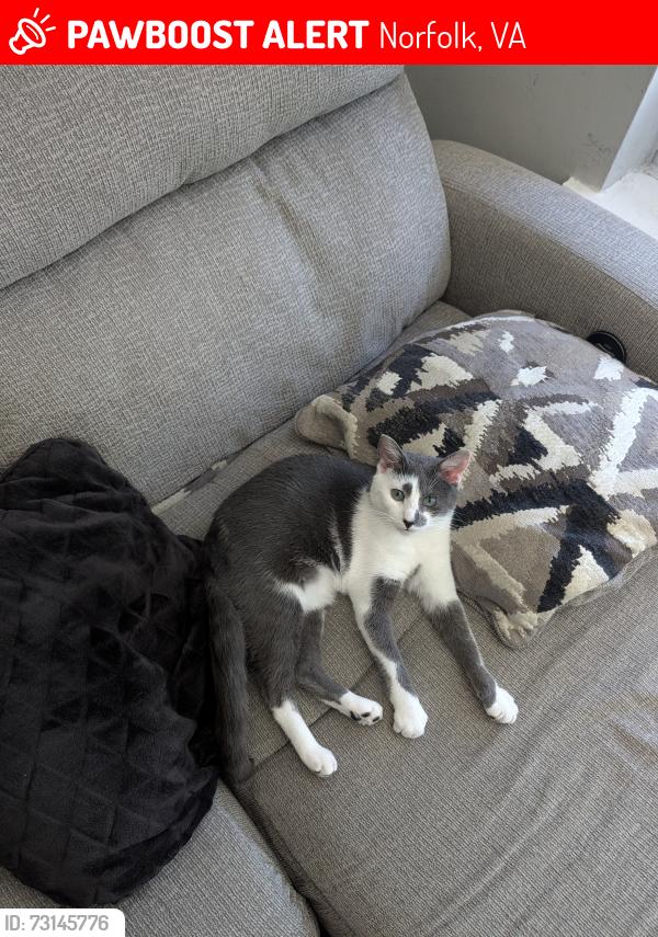Lost Male Cat last seen Down the street from Domoishi, Norfolk, VA 23505