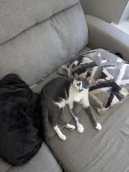 Lost Male Cat last seen Down the street from Domoishi, Norfolk, VA 23505
