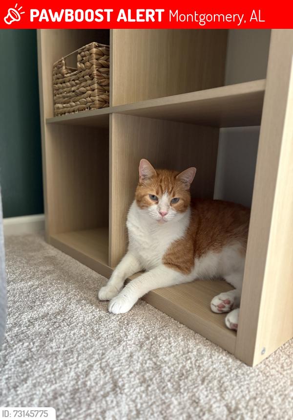 Lost Male Cat last seen Sweetencreek Rd 36109, Montgomery, AL 36109