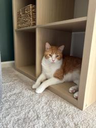 Lost Male Cat last seen Sweetencreek Rd 36109, Montgomery, AL 36109