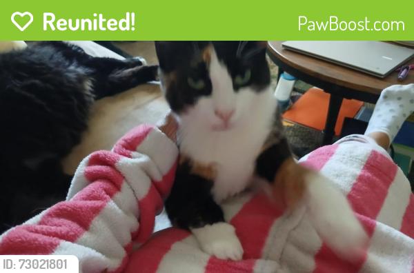Reunited Female Cat last seen Basilco, Crystal River, FL 34428
