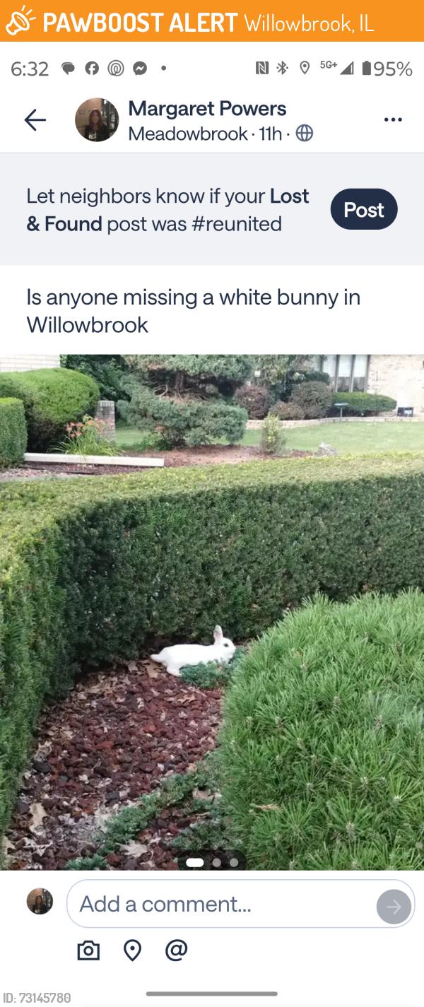 Found/Stray Unknown Rabbit last seen Clarendon hills road, Willowbrook, IL 60527