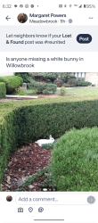 Found/Stray Unknown Rabbit last seen Clarendon hills road, Willowbrook, IL 60527