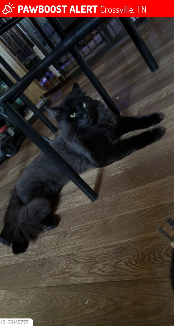 Lost Male Cat last seen East 1st Street, Crossville, TN 38555