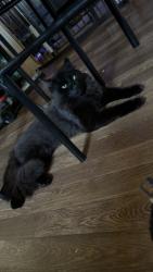 Lost Male Cat last seen East 1st Street, Crossville, TN 38555