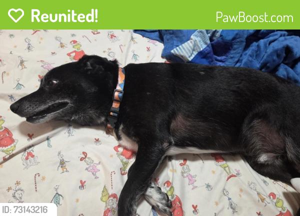 Reunited Male Dog last seen Connie Dr & Lakeside Park Dr, Hendersonville, TN 37075