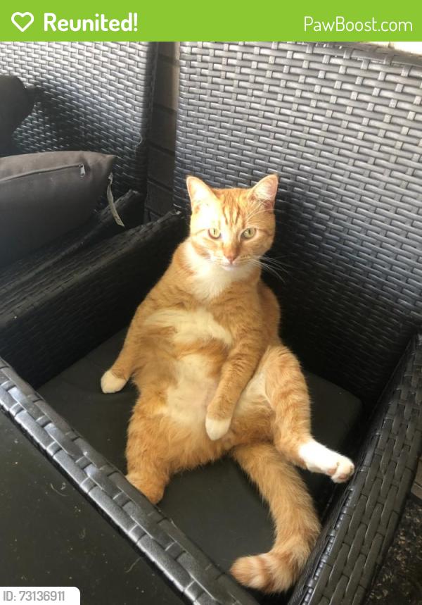 Reunited Male Cat last seen Isabella Close & George Cct, Bald Hills, QLD 4036
