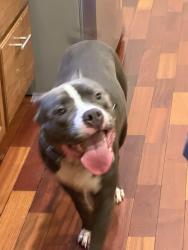 Reunited Male Dog last seen Oyster Creek near Hyacinth, Missouri City, TX 77459