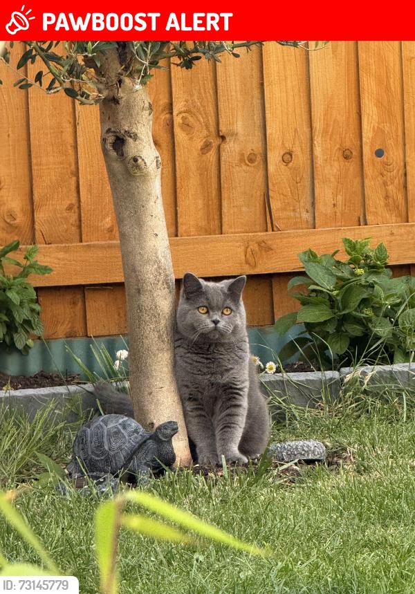 Lost Male Cat last seen Bucknell, Oxfordshire, England 