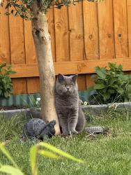 Lost Male Cat last seen Bucknell, Oxfordshire, England 