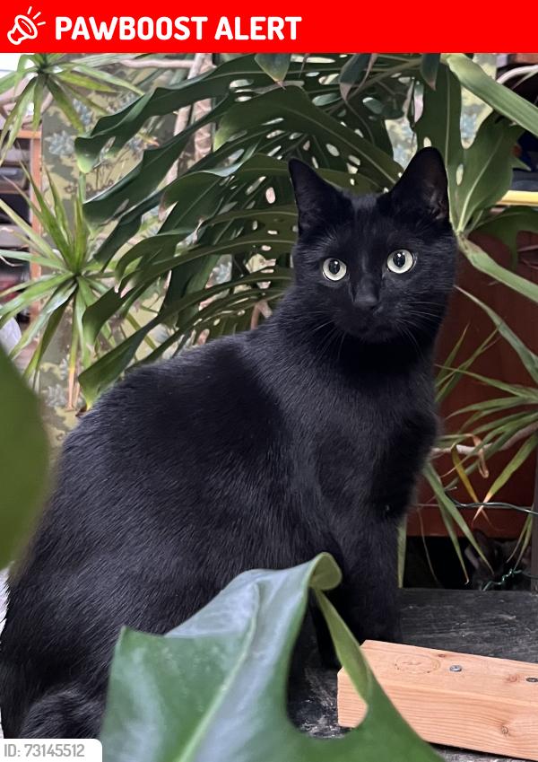 Lost Male Cat last seen Teesdale street, Bethnal Green, E2, Greater London, England 