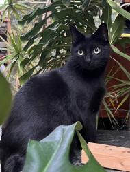 Lost Male Cat last seen Teesdale street, Bethnal Green, E2, Greater London, England 