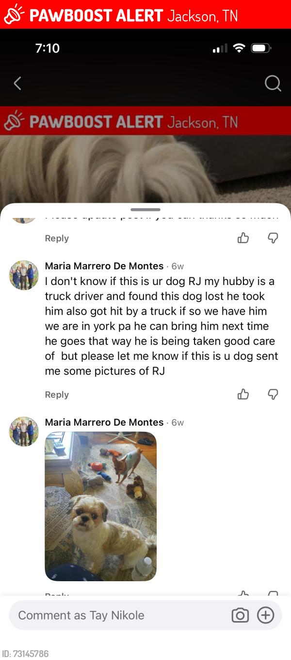 Lost Male Dog last seen Jackson, TN, Jackson, TN 38305
