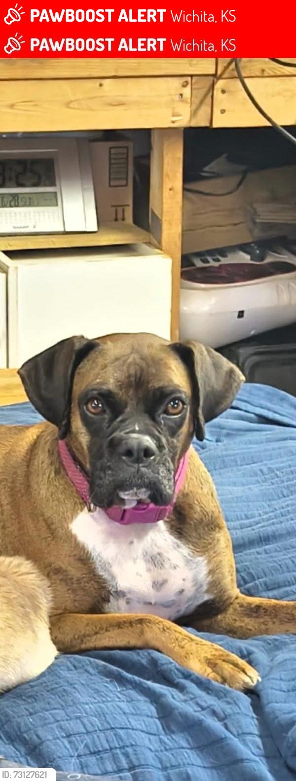 Lost Female Dog last seen 17th & Janette, Wichita, KS 67202