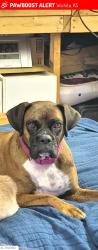 Lost Female Dog last seen 17th & Janette, Wichita, KS 67202