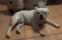 Found/Stray Male Dog last seen N/A, Jurupa Valley, CA 91752