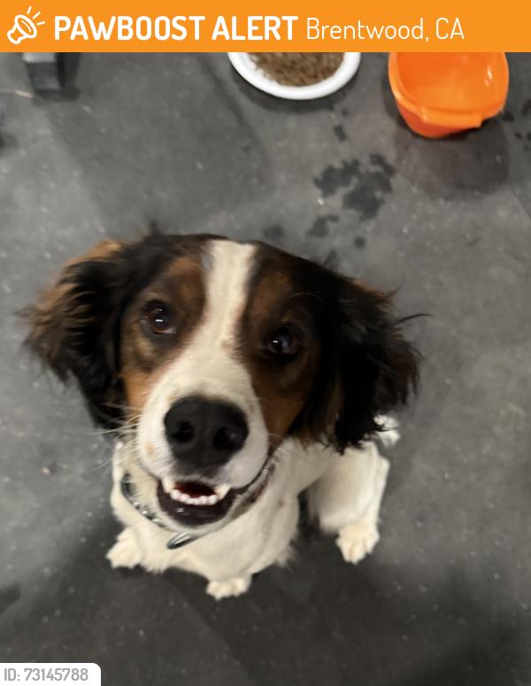 Found/Stray Male Dog last seen Sunset Road, Brentwood, CA 94513