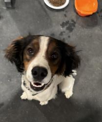 Found/Stray Male Dog last seen Sunset Road, Brentwood, CA 94513