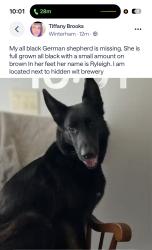 Lost Female Dog last seen Skinquarter market Moseley Va, Hull St, VA 23112