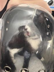 Reunited Female Cat last seen mitcham road, Greater London, England CR0 3NA