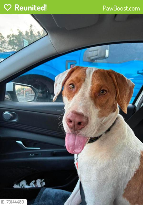 Reunited Male Dog last seen Near Eastern Branch Road, Raleigh, NC 27610, USA, Raleigh, NC 27610