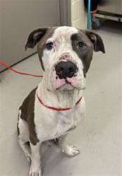 Shelter Stray Male Dog last seen , 232 Eslinger Way, Sanford, FL 32773, USA
