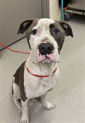 Shelter Stray Male Dog last seen , 232 Eslinger Way, Sanford, FL 32773, USA