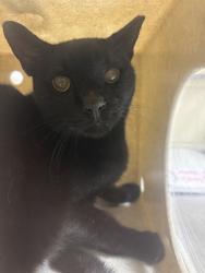 Shelter Stray Unknown Cat last seen , 232 Eslinger Way, Sanford, FL 32773, USA
