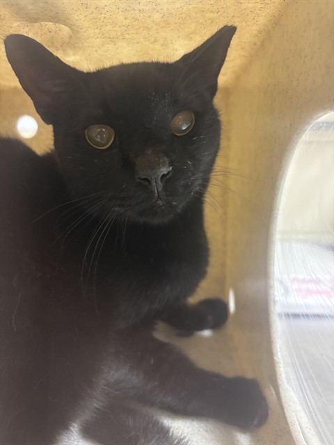 Shelter Stray Unknown Cat last seen , 232 Eslinger Way, Sanford, FL 32773, USA