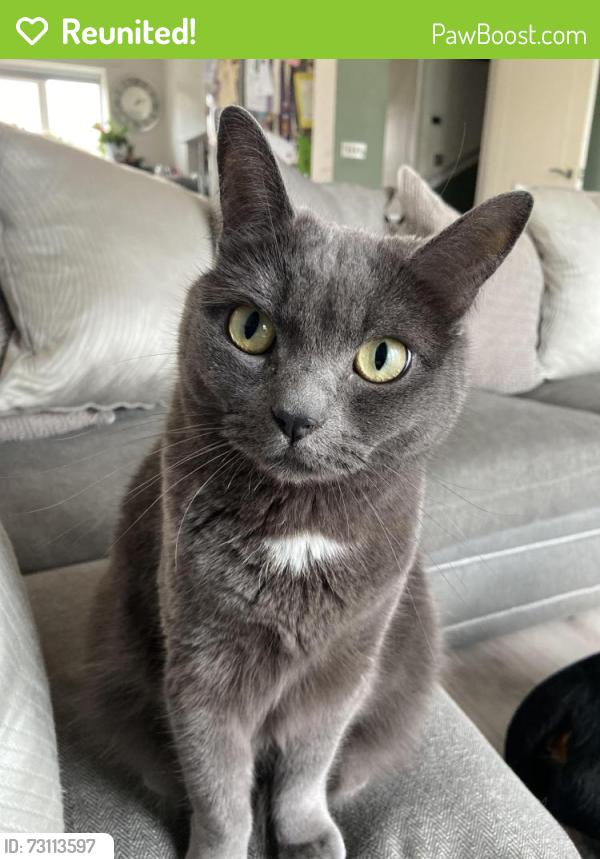 Reunited Female Cat last seen The guild Bromley cross, Bromley Cross, England BL7 9GB