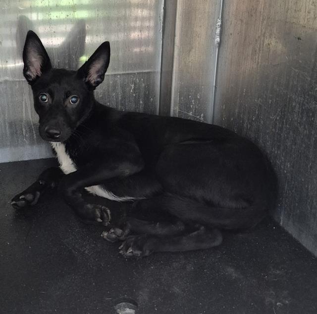 Shelter Stray Male Dog last seen Near BLOCK SCHLEY, 4710 TX-151, San Antonio, TX 78227, USA