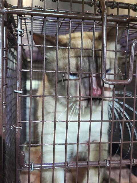 Shelter Stray Male Cat last seen BARREL POINT, 4710 TX-151, San Antonio, TX 78227, USA