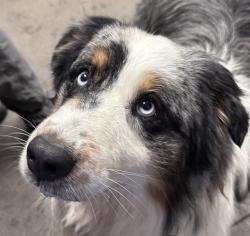 Shelter Stray Male Dog last seen , 4000 N Silverbell Rd, Tucson, AZ 85745, USA