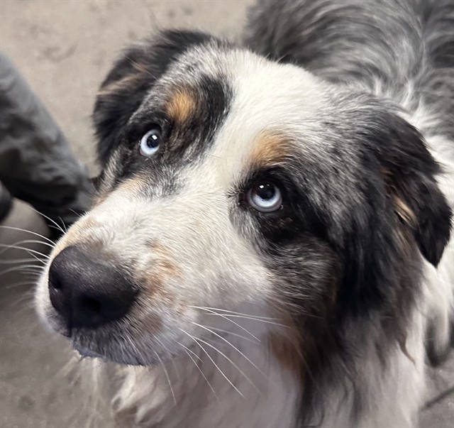 Shelter Stray Male Dog last seen , 4000 N Silverbell Rd, Tucson, AZ 85745, USA