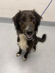 Shelter Stray Male Dog last seen Near, 2600 S Harding St, Indianapolis, IN 46221, USA