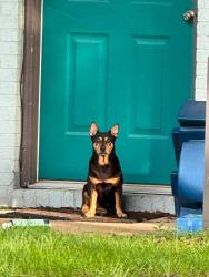 Reunited Female Dog last seen Farm Hill Park, Cantonment, FL 32533