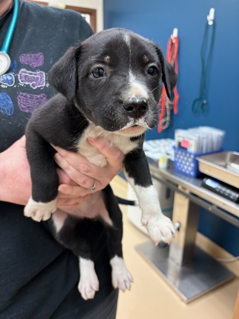 Shelter Stray Female Dog last seen BOBB AVE,63114, 10521 Baur Blvd, Olivette, MO 63132, USA