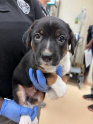 Shelter Stray Male Dog last seen BOBB AVE,63114, 10521 Baur Blvd, Olivette, MO 63132, USA