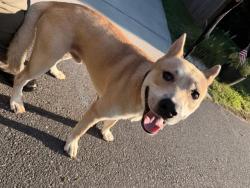 Shelter Stray Male Dog last seen CHARLOTTE, 8315 Byrum Dr, Charlotte, NC 28217, USA