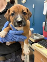 Shelter Stray Female Dog last seen BOBB AVE,63114, 10521 Baur Blvd, Olivette, MO 63132, USA