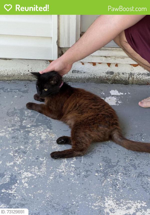 Reunited Unknown Cat last seen S franklin st, Delaware, OH 43015