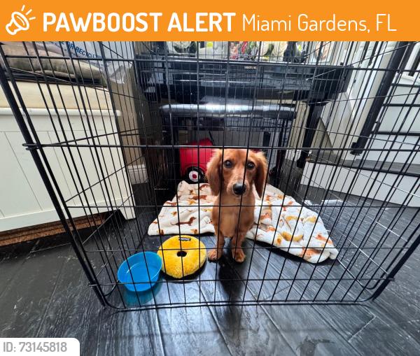 Found/Stray Male Dog last seen Near the stadium, Miami Gardens, FL 33056