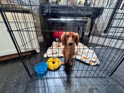 Found/Stray Male Dog last seen Near the stadium, Miami Gardens, FL 33056