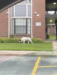 Found/Stray Unknown Dog last seen In the Greens of Bedford, Tulsa, OK 74133