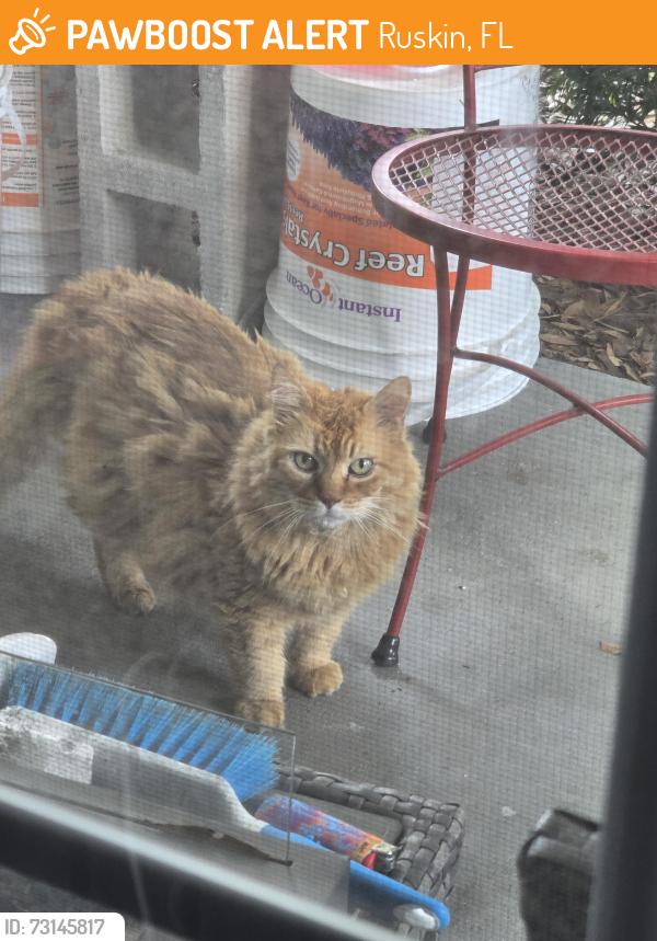 Found/Stray Unknown Cat last seen Dollar General on College Ave., Ruskin, FL 33570