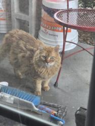 Found/Stray Unknown Cat last seen Dollar General on College Ave., Ruskin, FL 33570