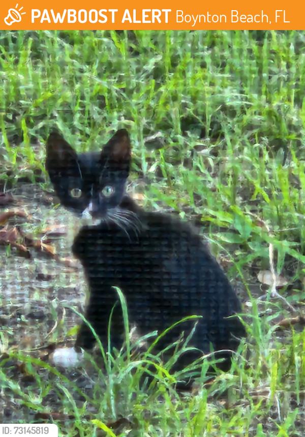Found/Stray Unknown Cat last seen Boynton Beach Blvd and Lyons Rd, Boynton Beach, FL 33426