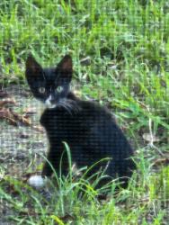 Found/Stray Unknown Cat last seen Boynton Beach Blvd and Lyons Rd, Boynton Beach, FL 33426